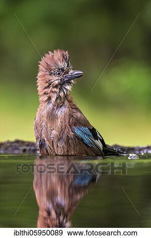 Eurasian jay (Garrulus glandarius) bathing in a pond, Middle Elbe Biosphere Reserve, Saxony-Anhalt, Germany, Europe View Large Photo Image Stock Photo - Eurasian jay (Garrulus glandarius) bathing in a pond, Middle Elbe Biosphere Reserve, Saxony-Anhalt, Germany, Europe. Fotosearch