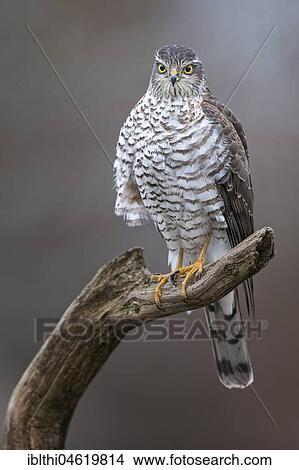 Eurasian sparrowhawk (Accipiter nisus), female sitting on branch, biosphere reserve Mittelelbe, Saxony-Anhalt, Germany, Europe View Large Photo Image Picture - Eurasian sparrowhawk (Accipiter nisus), female sitting on branch, biosphere reserve Mittelelbe, Saxony-Anhalt, Germany, Europe. Fotosearch