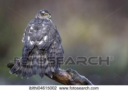 Eurasian sparrowhawk (Accipiter nisus) Female, feathers drying, Biosphere Reserve Mittelelbe, Saxony-Anhalt, Germany, Europe View Large Photo Image Stock Image - Eurasian sparrowhawk (Accipiter nisus) Female, feathers drying, Biosphere Reserve Mittelelbe, Saxony-Anhalt, Germany, Europe. Fotosearch