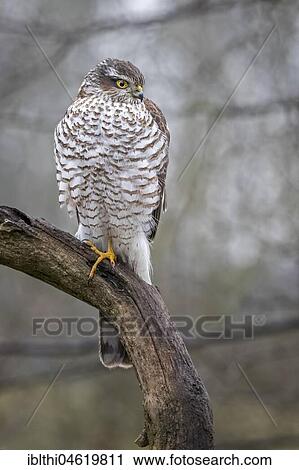 Eurasian sparrowhawk (Accipiter nisus), female sitting on branch, biosphere reserve Mittelelbe, Saxony-Anhalt, Germany, Europe View Large Photo Image Stock Image - Eurasian sparrowhawk (Accipiter nisus), female sitting on branch, biosphere reserve Mittelelbe, Saxony-Anhalt, Germany, Europe. Fotosearch