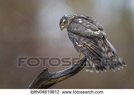 Eurasian sparrowhawk (Accipiter nisus), female sitting on branch, biosphere reserve Mittelelbe, Saxony-Anhalt, Germany, Europe View Large Photo Image Stock Image - Eurasian sparrowhawk (Accipiter nisus), female sitting on branch, biosphere reserve Mittelelbe, Saxony-Anhalt, Germany, Europe. Fotosearch
