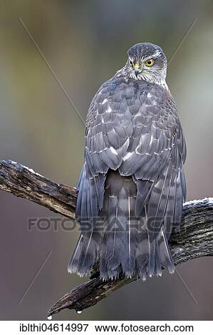 Eurasian sparrowhawk (Accipiter nisus) Female, feathers drying, Biosphere Reserve Mittelelbe, Saxony-Anhalt, Germany, Europe View Large Photo Image Stock Photo - Eurasian sparrowhawk (Accipiter nisus) Female, feathers drying, Biosphere Reserve Mittelelbe, Saxony-Anhalt, Germany, Europe. Fotosearch