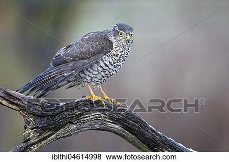 Stock Photo - Eurasian sparrowhawk (Accipiter nisus) Female, Central Elbe Biosphere Reserve, Saxony-Anhalt, Germany, Europe. Fotosearch