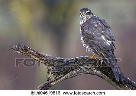 Stock Photograph - Eurasian sparrowhawk (Accipiter nisus), female sitting on branch, biosphere reserve Mittelelbe, Saxony-Anhalt, Germany, Europe. Fotosearch