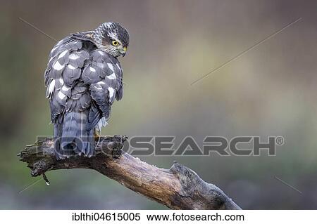 Eurasian sparrowhawk (Accipiter nisus), female with fluffy plumage, biosphere reserve Mittelelbe, Saxony-Anhalt, Germany, Europe View Large Photo Image Stock Photography - Eurasian sparrowhawk (Accipiter nisus), female with fluffy plumage, biosphere reserve Mittelelbe, Saxony-Anhalt, Germany, Europe. Fotosearch