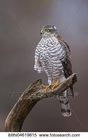 Eurasian sparrowhawk (Accipiter nisus), female sitting on branch, biosphere reserve Mittelelbe, Saxony-Anhalt, Germany, Europe View Large Photo Image Stock Photography - Eurasian sparrowhawk (Accipiter nisus), female sitting on branch, biosphere reserve Mittelelbe, Saxony-Anhalt, Germany, Europe. Fotosearch