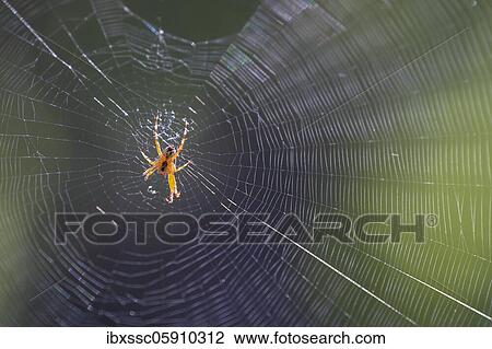 European garden spider (Araneus diadematus), Rhineland-Palatinate, Germany, Europe View Large Photo Image Stock Image - European garden spider (Araneus diadematus), Rhineland-Palatinate, Germany, Europe. Fotosearch
