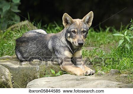 European Gray wolf (Canis lupus), Puppy lies on stone, France, Europe View Large Photo Image Stock Photography - European Gray wolf (Canis lupus), Puppy lies on stone, France, Europe. Fotosearch