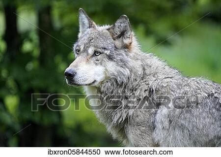 European Gray wolf (canis lupus), animal portrait, captive, France, Europe View Large Photo Image Stock Image - European Gray wolf (canis lupus), animal portrait, captive, France, Europe. Fotosearch