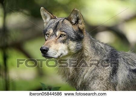 European Gray wolf (canis lupus), animal portrait, captive, France, Europe View Large Photo Image Stock Photograph - European Gray wolf (canis lupus), animal portrait, captive, France, Europe. Fotosearch