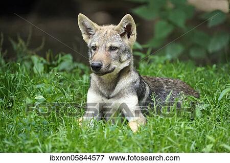 European Gray wolf (Canis lupus)puppy, animal portrait, France, Europe View Large Photo Image Stock Photo - European Gray wolf (Canis lupus)puppy, animal portrait, France, Europe. Fotosearch