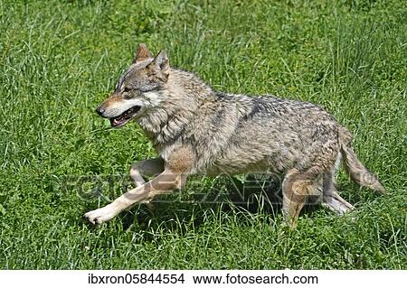 European Gray wolf (canis lupus)walks in a meadow, France, Europe View Large Photo Image Picture - European Gray wolf (canis lupus)walks in a meadow, France, Europe. Fotosearch