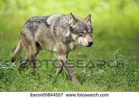 Stock Photo - European Gray wolf (canis lupus)walks in a meadow, France, Europe. Fotosearch