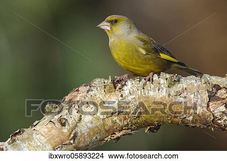 European greenfinch ( Chloris chloris) on a birch trunk, Vechta, Lower Saxony, Germany, Europe View Large Photo Image Picture - European greenfinch ( Chloris chloris) on a birch trunk, Vechta, Lower Saxony, Germany, Europe. Fotosearch