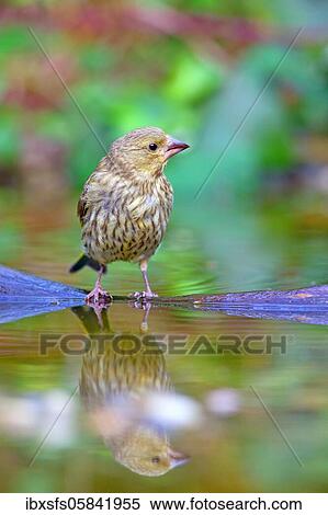 European greenfinch (Chloris chloris), Young bird is reflected in the water, Solms, Hesse View Large Photo Image Stock Photography - European greenfinch (Chloris chloris), Young bird is reflected in the water, Solms, Hesse. Fotosearch