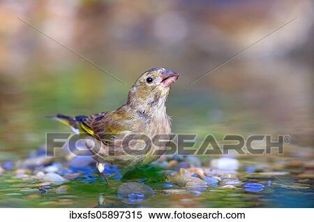 European greenfinch (Chloris chloris) female in shallow water, Solms, Hesse View Large Photo Image Stock Photography - European greenfinch (Chloris chloris) female in shallow water, Solms, Hesse. Fotosearch