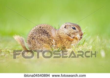 European ground squirrel or souslik (Spermophilus citellus) feeding in meadow, Burgenland, Austria, Europe View Large Photo Image Picture - European ground squirrel or souslik (Spermophilus citellus) feeding in meadow, Burgenland, Austria, Europe. Fotosearch