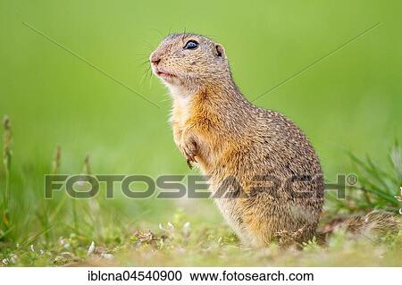 European ground squirrel or souslik (Spermophilus citellus) standing attentively in meadow, Burgenland, Austria, Europe View Large Photo Image Stock Image - European ground squirrel or souslik (Spermophilus citellus) standing attentively in meadow, Burgenland, Austria, Europe. Fotosearch