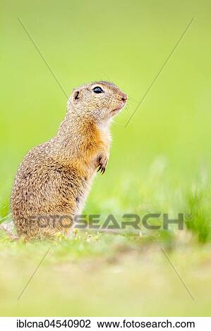 European ground squirrel or souslik (Spermophilus citellus) standing attentively in meadow, Burgenland, Austria, Europe View Large Photo Image Stock Image - European ground squirrel or souslik (Spermophilus citellus) standing attentively in meadow, Burgenland, Austria, Europe. Fotosearch