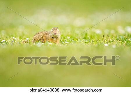 European ground squirrel or souslik (Spermophilus citellus) in meadow, Burgenland, Austria, Europe View Large Photo Image Stock Photo - European ground squirrel or souslik (Spermophilus citellus) in meadow, Burgenland, Austria, Europe. Fotosearch