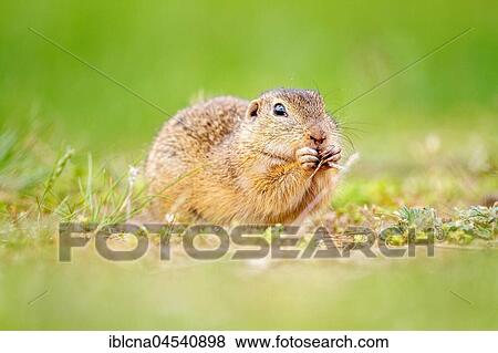 European ground squirrel or souslik (Spermophilus citellus) feeding in meadow, Burgenland, Austria, Europe View Large Photo Image Stock Photo - European ground squirrel or souslik (Spermophilus citellus) feeding in meadow, Burgenland, Austria, Europe. Fotosearch
