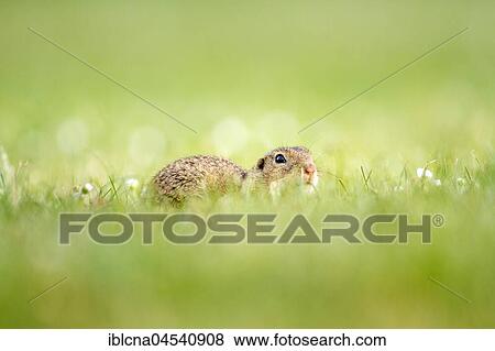 Stock Photo - European ground squirrel or souslik (Spermophilus citellus) in meadow, Burgenland, Austria, Europe. Fotosearch