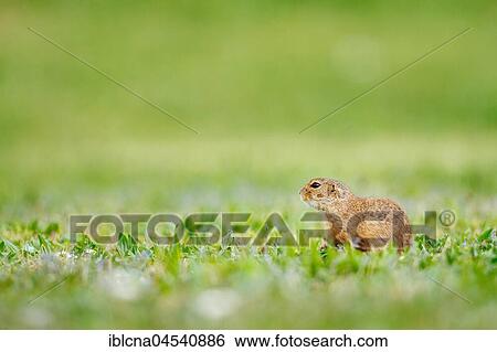 European ground squirrel or souslik (Spermophilus citellus) in meadow, Burgenland, Austria, Europe View Large Photo Image Stock Photograph - European ground squirrel or souslik (Spermophilus citellus) in meadow, Burgenland, Austria, Europe. Fotosearch
