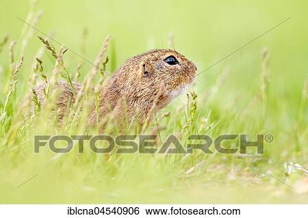 European ground squirrel or souslik (Spermophilus citellus) in meadow, Burgenland, Austria, Europe View Large Photo Image Stock Photograph - European ground squirrel or souslik (Spermophilus citellus) in meadow, Burgenland, Austria, Europe. Fotosearch