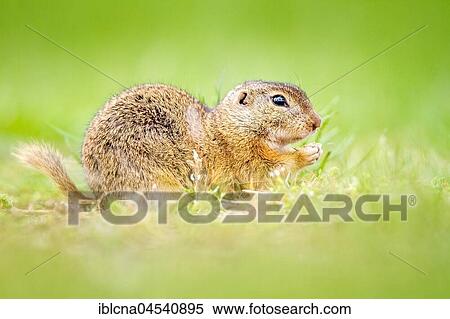 European ground squirrel or souslik (Spermophilus citellus) feeding in meadow, Burgenland, Austria, Europe View Large Photo Image Stock Photography - European ground squirrel or souslik (Spermophilus citellus) feeding in meadow, Burgenland, Austria, Europe. Fotosearch