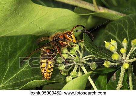 European hornet (Vespa crabro) nascht nectar in blossom (Hedera helix), Baden-Württemberg, Germany, Europe View Large Photo Image Stock Image - European hornet (Vespa crabro) nascht nectar in blossom (Hedera helix), Baden-Württemberg, Germany, Europe. Fotosearch