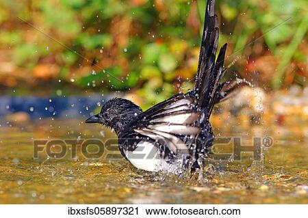 European magpie (Pica pica), bathes in shallow water, Solms, Hesse View Large Photo Image Stock Image - European magpie (Pica pica), bathes in shallow water, Solms, Hesse. Fotosearch