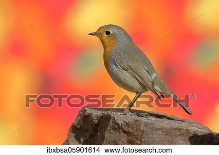 European robin (Erithacus rubecula) sitting on a stone in front of autumn leaves of a maple tree, Wilden, North Rhine-Westphalia, Germany, Europe View Large Photo Image Picture - European robin (Erithacus rubecula) sitting on a stone in front of autumn leaves of a maple tree, Wilden, North Rhine-Westphalia, Germany, Europe. Fotosearch