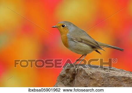 European robin (Erithacus rubecula) sitting on a stone in front of autumn leaves of a maple tree, Wilden, North Rhine-Westphalia, Germany, Europe View Large Photo Image Stock Image - European robin (Erithacus rubecula) sitting on a stone in front of autumn leaves of a maple tree, Wilden, North Rhine-Westphalia, Germany, Europe. Fotosearch