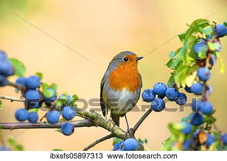 European robin (Erithacus rubecula) sits on a branch (Prunus spinosa), Solms, Hesse View Large Photo Image Stock Image - European robin (Erithacus rubecula) sits on a branch (Prunus spinosa), Solms, Hesse. Fotosearch