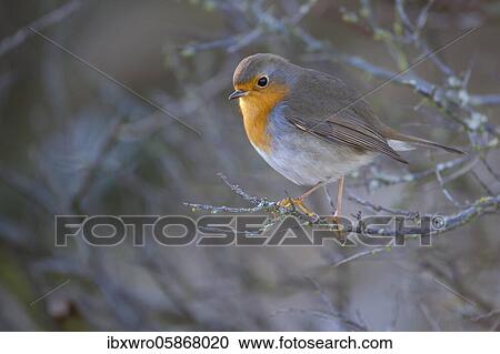 European robin ( Erithacus rubecula) sitting in bare bushes, North Holland, Netherlands View Large Photo Image Stock Image - European robin ( Erithacus rubecula) sitting in bare bushes, North Holland, Netherlands. Fotosearch