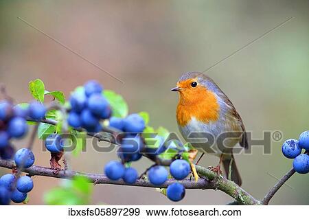 European robin (Erithacus rubecula) sits on a branch (Prunus spinosa), Solms, Hesse View Large Photo Image Stock Photo - European robin (Erithacus rubecula) sits on a branch (Prunus spinosa), Solms, Hesse. Fotosearch