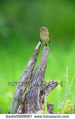European robin (Erithacus rubecula), Young bird on a root, Solms, Hesse View Large Photo Image Stock Photo - European robin (Erithacus rubecula), Young bird on a root, Solms, Hesse. Fotosearch