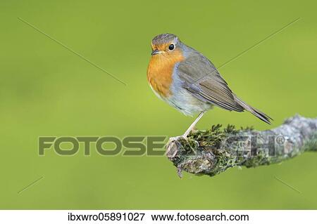European robin ( Erithacus rubecula) sitting on a branch, Naarden, Netherlands View Large Photo Image Stock Photo - European robin ( Erithacus rubecula) sitting on a branch, Naarden, Netherlands. Fotosearch