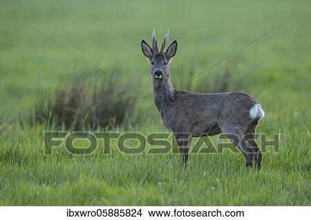 European roe deer (Capreolus capreolus) in winter hair in a meadow, strong buck, eight-pointer, rarity, Vechta, Lower Saxony, Germany, Europe View Large Photo Image Picture - European roe deer (Capreolus capreolus) in winter hair in a meadow, strong buck, eight-pointer, rarity, Vechta, Lower Saxony, Germany, Europe. Fotosearch