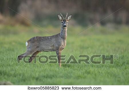 European roe deer (Capreolus capreolus) in winter hair in a meadow, bock, Vechta, Lower Saxony, Germany, Europe View Large Photo Image Stock Image - European roe deer (Capreolus capreolus) in winter hair in a meadow, bock, Vechta, Lower Saxony, Germany, Europe. Fotosearch