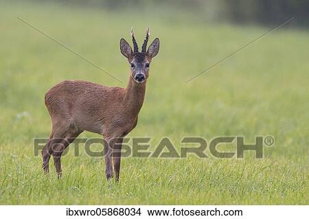 European roe deerbock ( Capreolus capreolus) in the leaf age, Oldenburger Münsterland, Vechta, Lower Saxony, Germany, Europe View Large Photo Image Picture - European roe deerbock ( Capreolus capreolus) in the leaf age, Oldenburger Münsterland, Vechta, Lower Saxony, Germany, Europe. Fotosearch