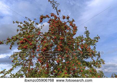 European rowan (Sorbus aucuparia) with red berries, Bavaria, Germany, Europe View Large Photo Image Stock Photo - European rowan (Sorbus aucuparia) with red berries, Bavaria, Germany, Europe. Fotosearch