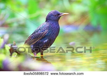 European Starling (Sturnus vulgaris) stands in shallow water, Solms, Hesse View Large Photo Image Stock Image - European Starling (Sturnus vulgaris) stands in shallow water, Solms, Hesse. Fotosearch