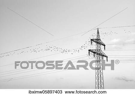 European starlings (Sturnus vulgaris) sitting on overhead line, Stuttgart, Baden-Württemberg, Germany, Europe View Large Photo Image Stock Image - European starlings (Sturnus vulgaris) sitting on overhead line, Stuttgart, Baden-Württemberg, Germany, Europe. Fotosearch