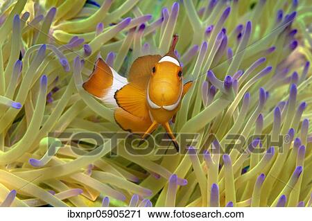 Fake Clownfish, in (Heteractis magnifica), Andaman Sea, Mu Ko Similan National Park, Similan Islands, Phang Nga Province, Thailand, Asia View Large Photo Image Stock Image - Fake Clownfish, in (Heteractis magnifica), Andaman Sea, Mu Ko Similan National Park, Similan Islands, Phang Nga Province, Thailand, Asia. Fotosearch