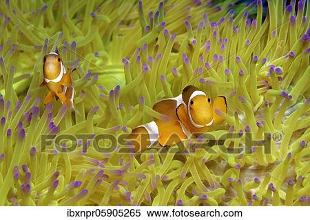 Fake Clownfish, in (Heteractis magnifica), Andaman Sea, Mu Ko Similan National Park, Similan Islands, Phang Nga Province, Thailand, Asia View Large Photo Image Stock Photography - Fake Clownfish, in (Heteractis magnifica), Andaman Sea, Mu Ko Similan National Park, Similan Islands, Phang Nga Province, Thailand, Asia. Fotosearch