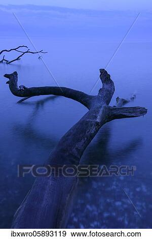 Fallen beech ( Fagus sylvatica) at the chalk cliffs of Rügen, Jasmund National Park, Baltic Sea, blue hour, cross, Saßnitz, Mecklenburg-Western Pomerania, Germany, Europe View Large Photo Image Stock Photo - Fallen beech ( Fagus sylvatica) at the chalk cliffs of Rügen, Jasmund National Park, Baltic Sea, blue hour, cross, Saßnitz, Mecklenburg-Western Pomerania, Germany, Europe. Fotosearch