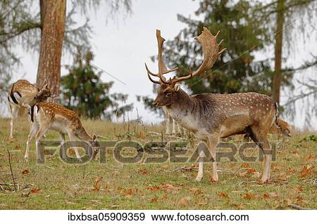 Stock Photo - Fallow deer (Dama dama) Deer with female, in rut on a clearing, Lower Saxony, Germany, Europe. Fotosearch