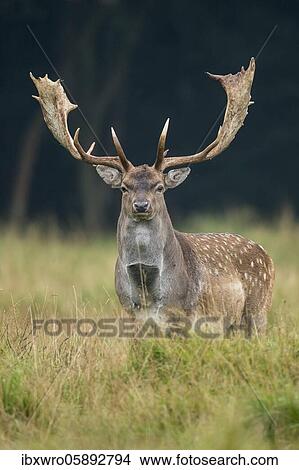 Fallow deer ( dama dama) Shoveler, male, Klamptenborg, Copenhagen, Denmark, Europe View Large Photo Image Picture - Fallow deer ( dama dama) Shoveler, male, Klamptenborg, Copenhagen, Denmark, Europe. Fotosearch