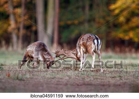 Stock Photo - Fallow deer (Dama dama) two goats fight, rut, autumn, Hesse, Germany, Europe. Fotosearch
